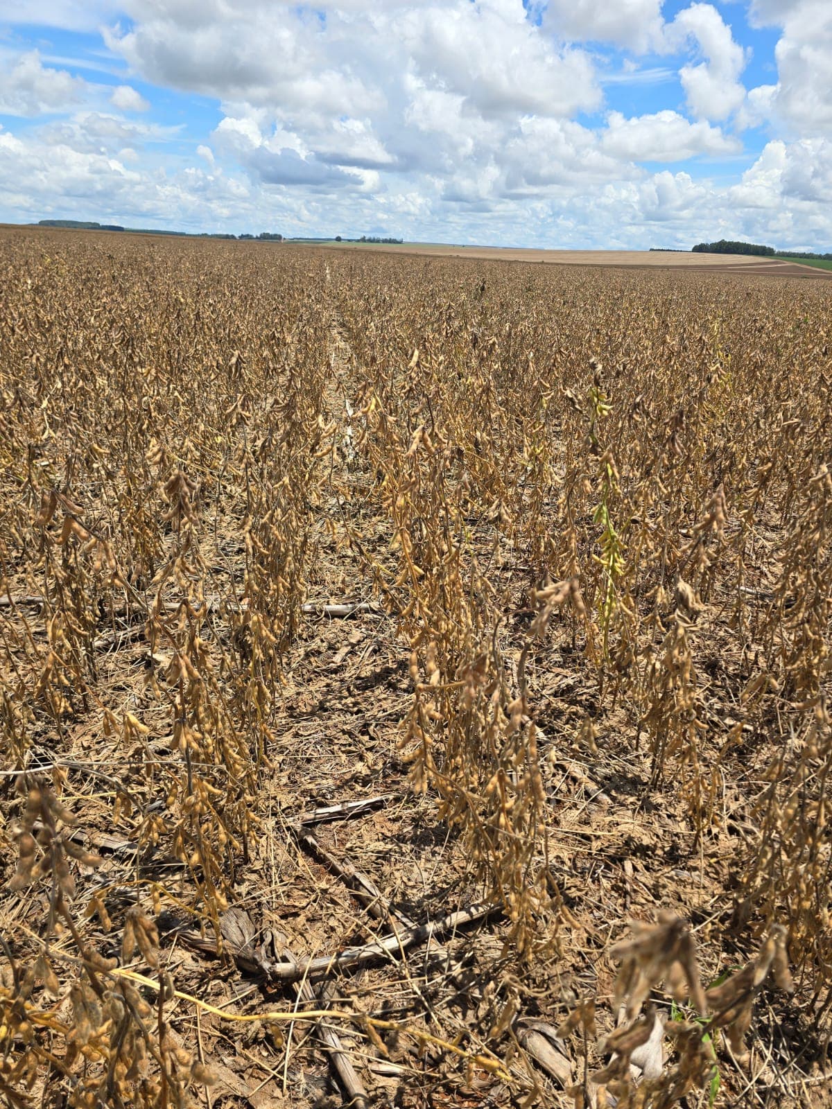 Campo de soja em ampla extensão